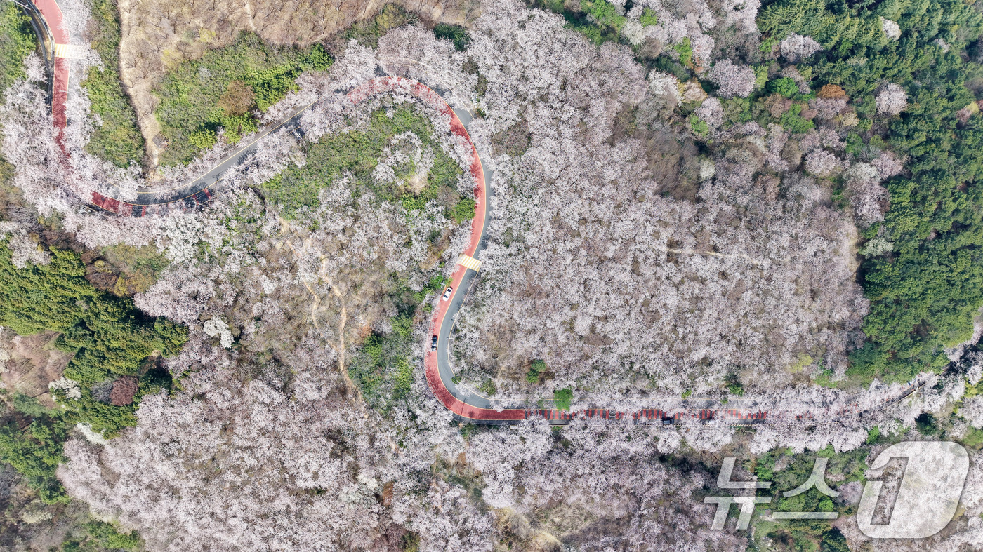 (부산=뉴스1) 윤일지 기자 = 포근한 봄날씨를 보인 3일 부산 황령산 벚꽃 군락지를 찾은 시민들이 드라이브하며 봄 정취를 만끽하고 있다.   2026.4.3/뉴스1