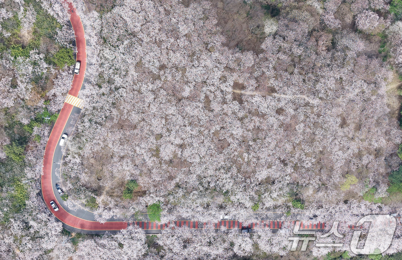 (부산=뉴스1) 윤일지 기자 = 포근한 봄날씨를 보인 3일 부산 황령산 벚꽃 군락지를 찾은 시민들이 드라이브하며 봄 정취를 만끽하고 있다.   2026.4.3/뉴스1