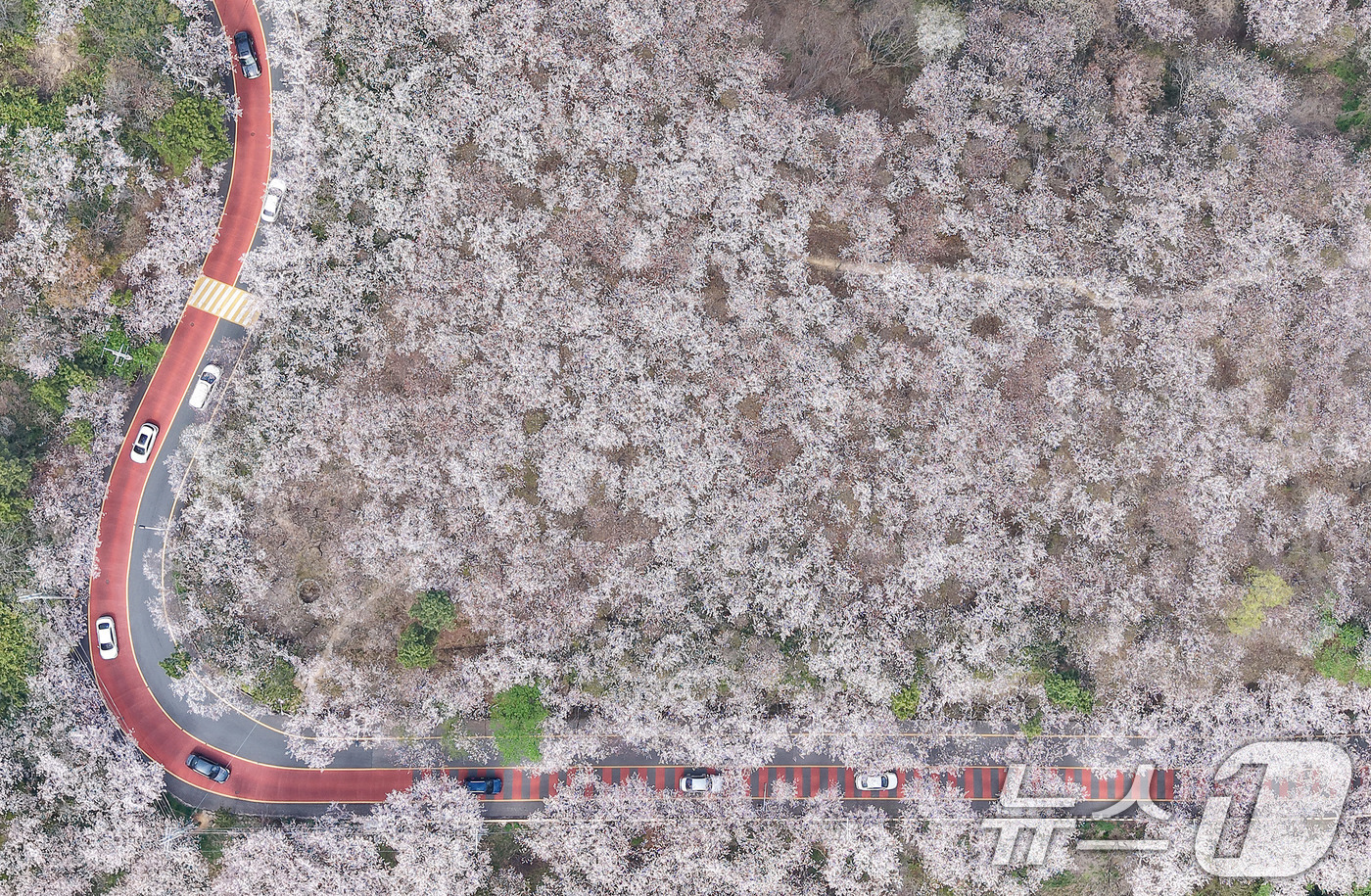 (부산=뉴스1) 윤일지 기자 = 포근한 봄날씨를 보인 3일 부산 황령산 벚꽃 군락지를 찾은 시민들이 드라이브하며 봄 정취를 만끽하고 있다.   2026.4.3/뉴스1