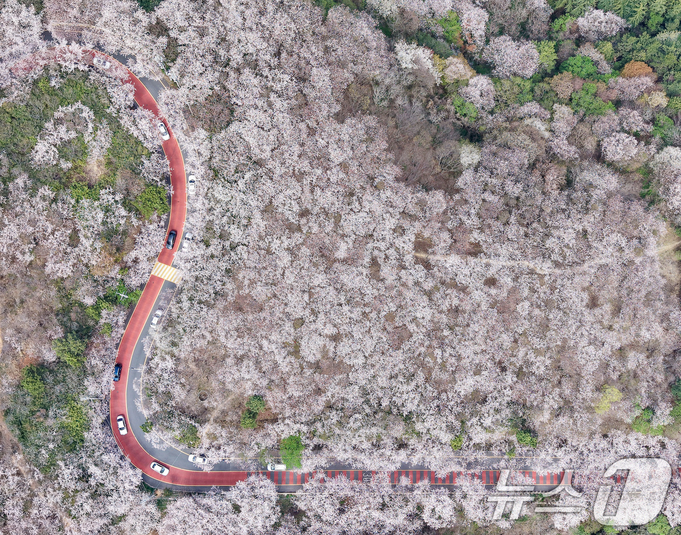 (부산=뉴스1) 윤일지 기자 = 포근한 봄날씨를 보인 3일 부산 황령산 벚꽃 군락지를 찾은 시민들이 드라이브하며 봄 정취를 만끽하고 있다.   2026.4.3/뉴스1