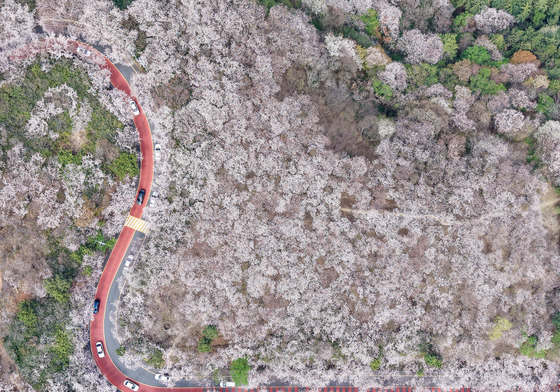 부산 황령산 벚꽃길 드라이브