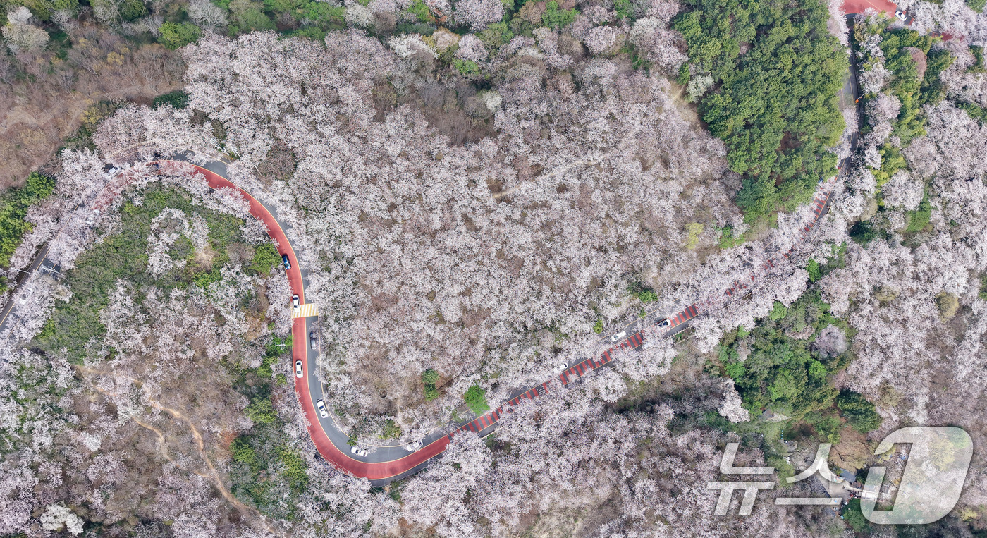 (부산=뉴스1) 윤일지 기자 = 포근한 봄날씨를 보인 3일 부산 황령산 벚꽃 군락지를 찾은 시민들이 드라이브하며 봄 정취를 만끽하고 있다.   2026.4.3/뉴스1