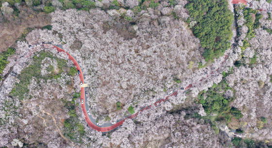 부산은 봄 절정