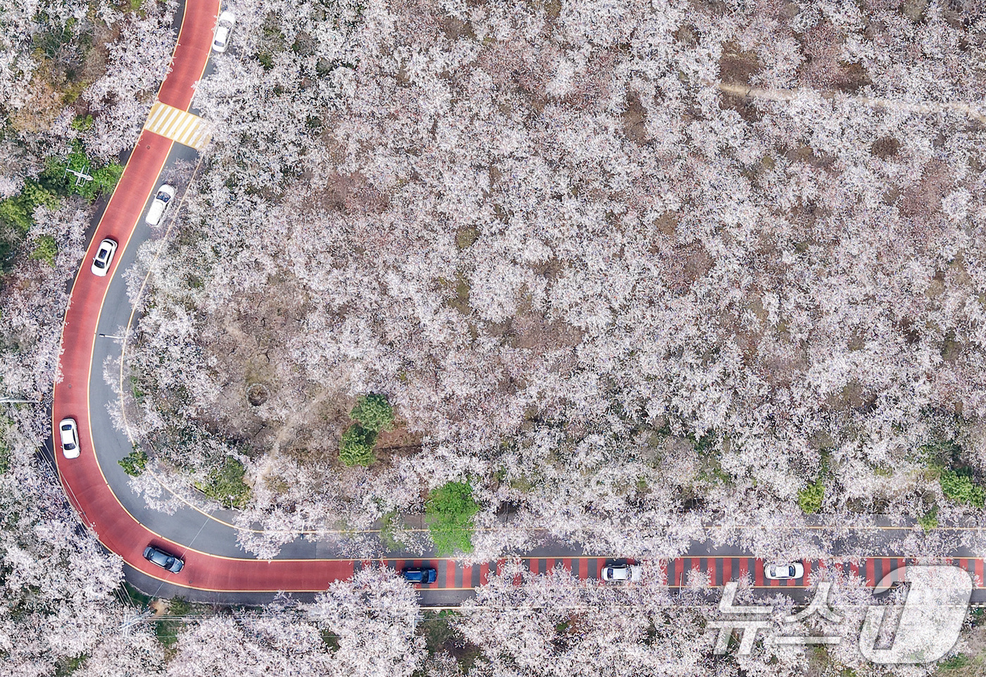 (부산=뉴스1) 윤일지 기자 = 포근한 봄날씨를 보인 3일 부산 황령산 벚꽃 군락지를 찾은 시민들이 드라이브하며 봄 정취를 만끽하고 있다.   2026.4.3/뉴스1