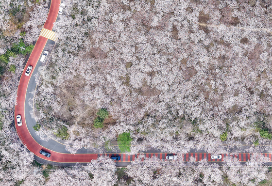 '벚꽃길' 드라이브