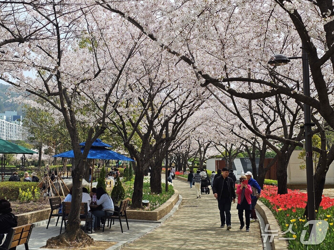 본문 이미지 - 3일 경남 김해시 연지공원에서 나들이객들이 벚꽃을 감상하고 있다. 2026.4.3/뉴스1 박민석 기자