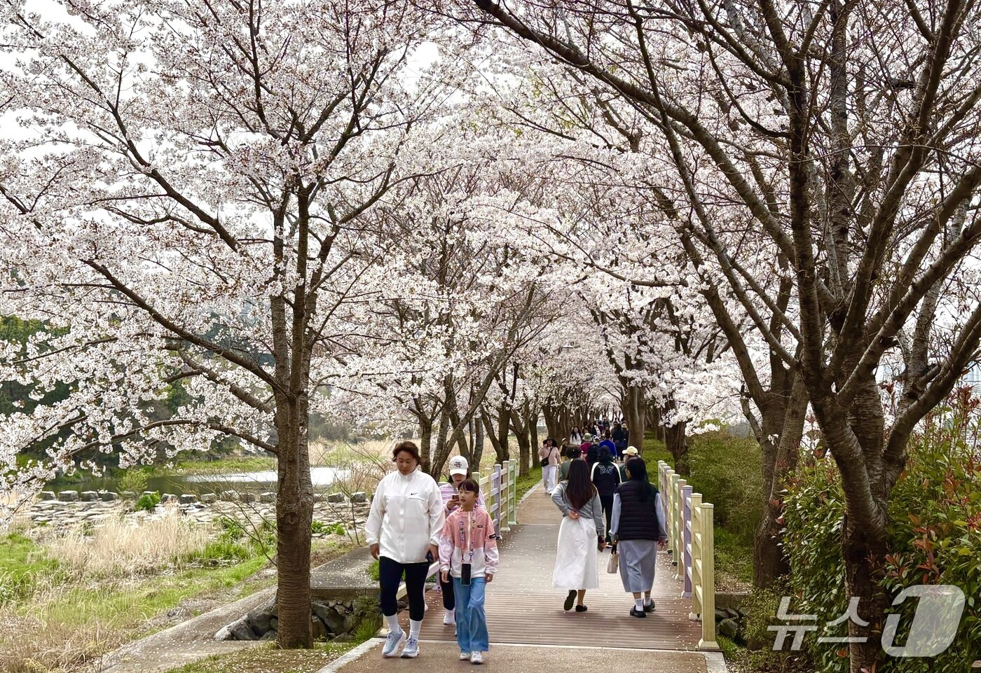 본문 이미지 - 3일 거제 독봉산웰빙공원 인근 산책로에서 시민들이 만개한 벚꽃을 보며 산책하고 있다.2026.4.3/뉴스1 강미영기자