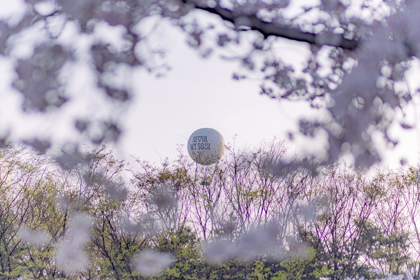 본문 이미지 - 여의도 윤중로 벚꽃과 어우러진 서울달(서울관광재단 제공)