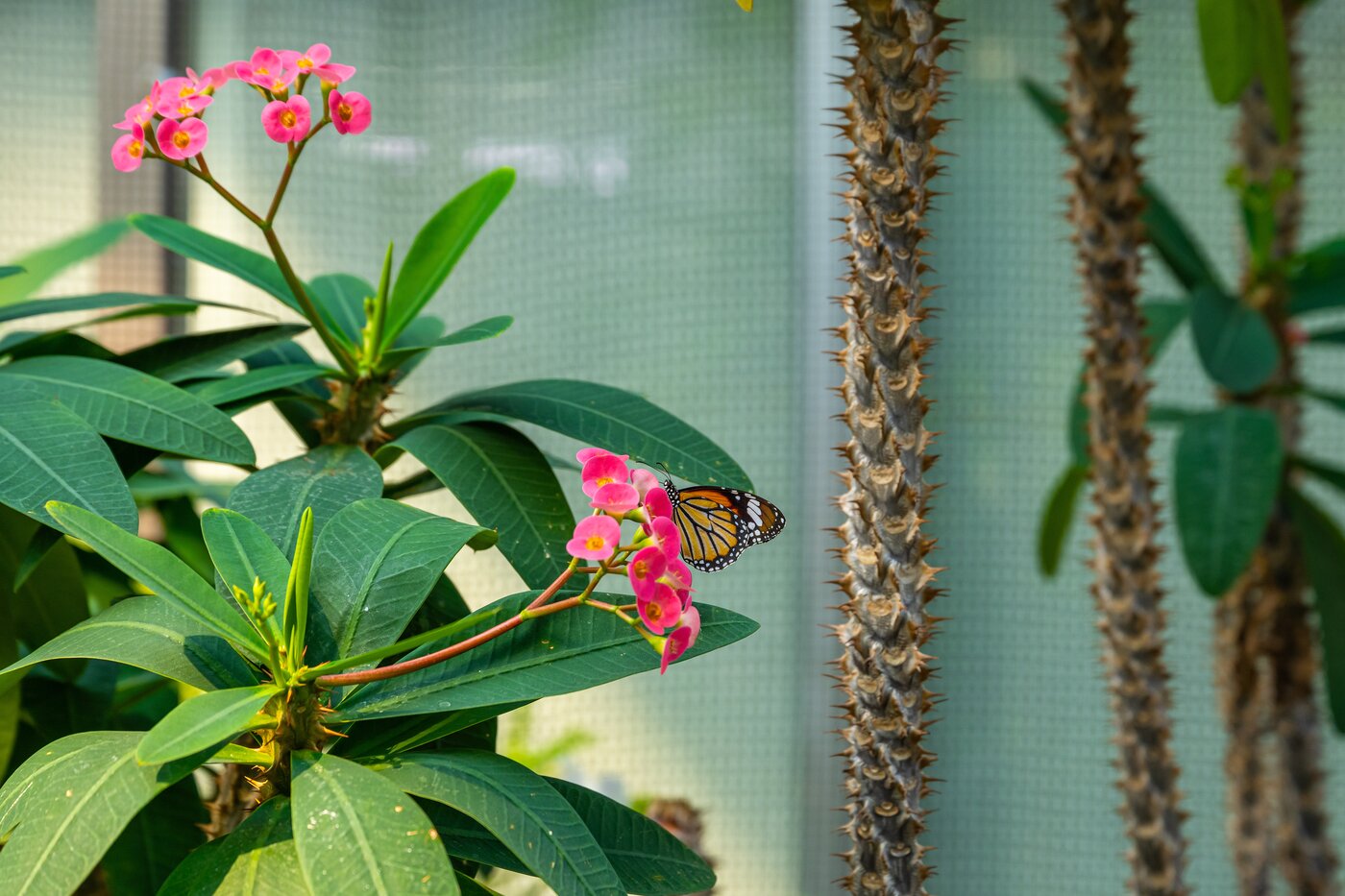 본문 이미지 - 온실 안 나비들을 관찰할 수 있는 '나비 정원'(노원구 제공)