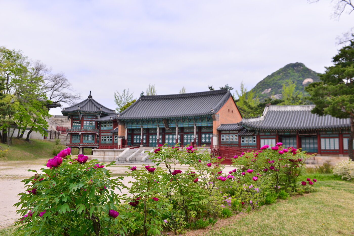 본문 이미지 - 모란이 피어난 경복궁(서울관광재단 제공) 