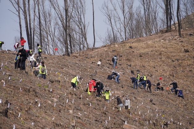 산림청, 안동 산불 피해지서 '제2의 산림녹화 운동' 첫발