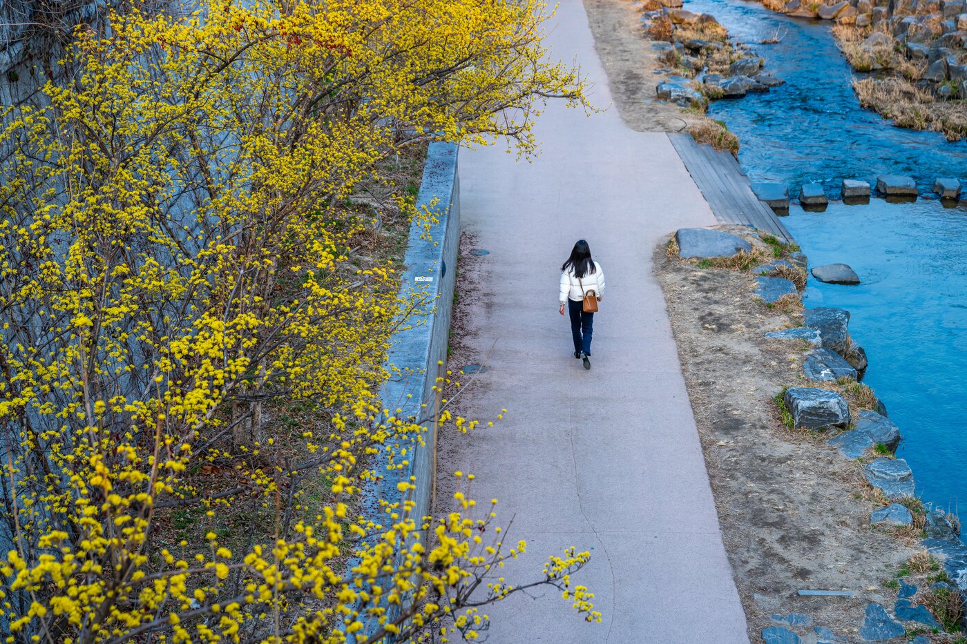 본문 이미지 - 청계천 산수유(서울관광재단 제공)