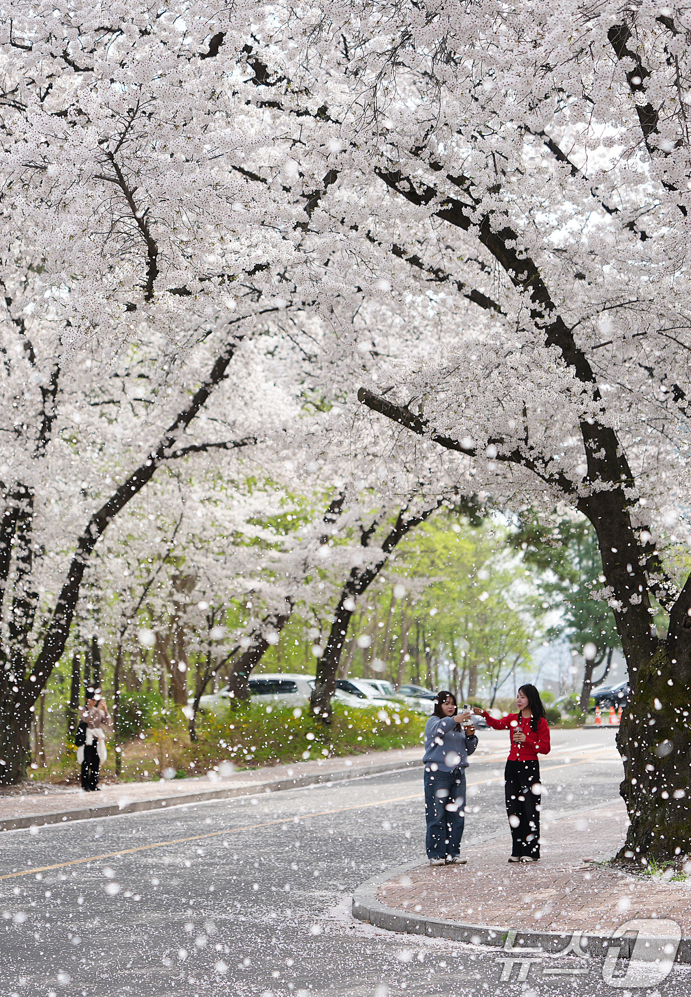 (경산=뉴스1) 공정식 기자 = 3일 봄바람 불어오는 영남대 경산캠퍼스에 벚꽃이 휘날리며 꽃비가 내리고 있다. 이날 오후 캠퍼스를 찾은 한 시민은 "올해 벚꽃 필 무렵 몇 차례 비 …