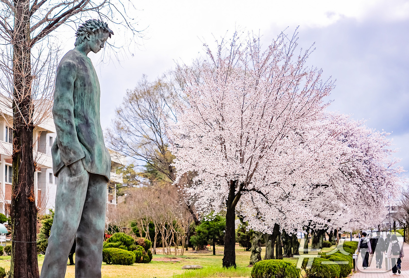 (경산=뉴스1) 공정식 기자 = 3일 영남대 경산캠퍼스 곳곳에 활짝 핀 벚꽃이 싱그러운 봄을 알리며 장관을 이루고 있다.'러브로드'로 불리는 벚꽃길을 비롯해 곳곳에 벚꽃이 만발한 …