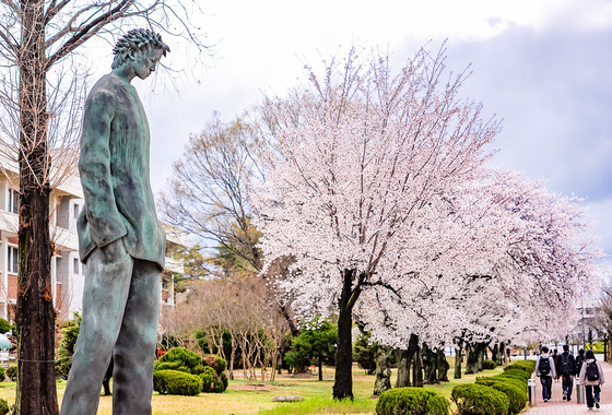 '벚꽃 명소' 영남대 경산캠퍼스