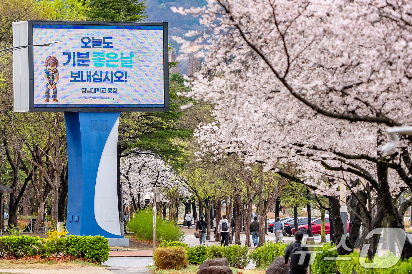 (경산=뉴스1) 공정식 기자 = 3일 영남대 경산캠퍼스 곳곳에 활짝 핀 벚꽃이 싱그러운 봄을 알리며 장관을 이루고 있다.'러브로드'로 불리는 벚꽃길을 비롯해 곳곳에 벚꽃이 만발한 …