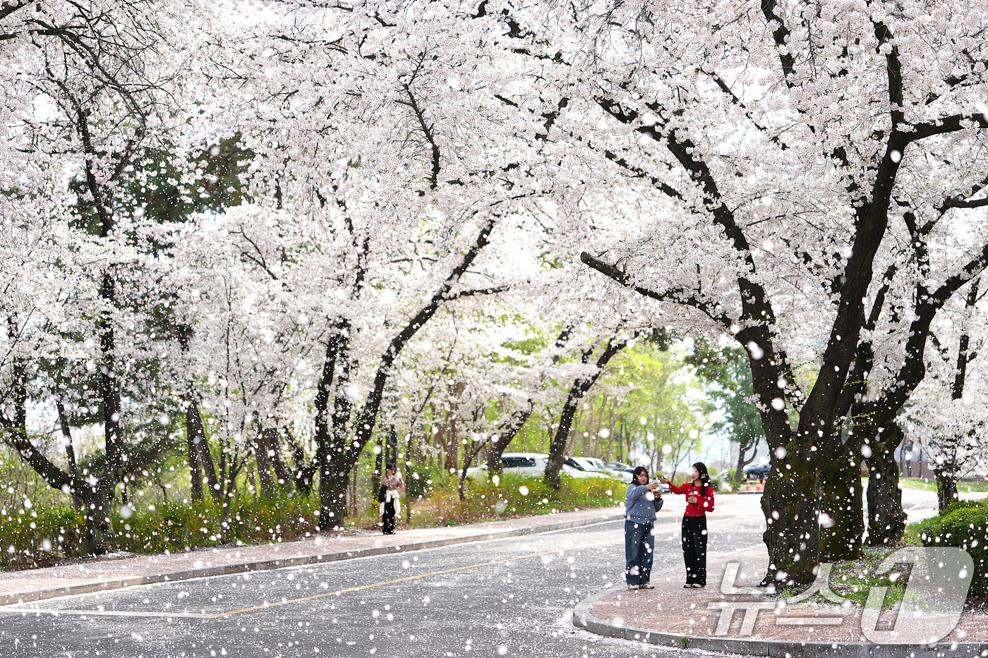 (경산=뉴스1) 공정식 기자 = 3일 봄바람 불어오는 영남대 경산캠퍼스에 벚꽃이 휘날리며 꽃비가 내리고 있다. 이날 오후 캠퍼스를 찾은 한 시민은 "올해 벚꽃 필 무렵 몇 차례 비 …