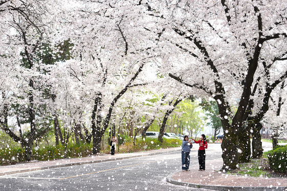 꽃비 내리는 영남대 경산캠퍼스