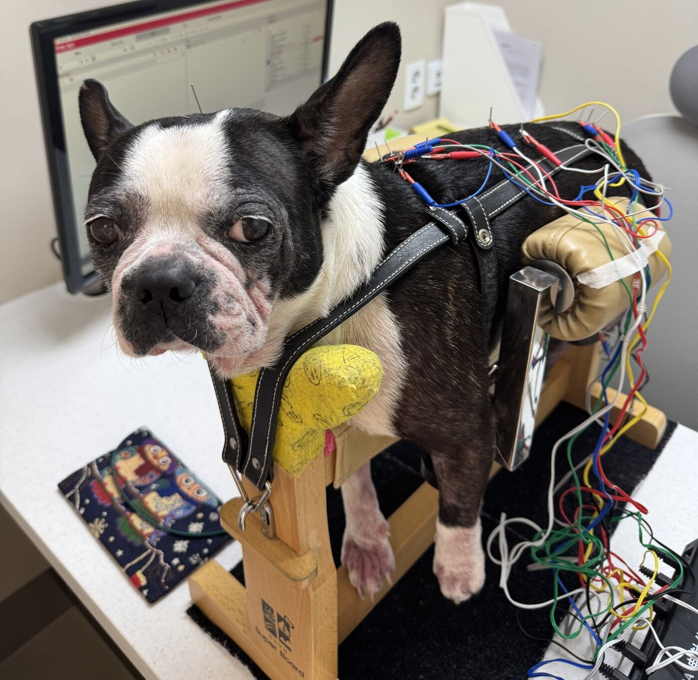 본문 이미지 - 경추 디스크로 인한 사지마비로 걷지 못하던 보스턴테리어 종 반려견이 박정연 원장의 침 치료를 받고 수술 없이 보행을 회복했다(경인동물의료센터 제공). ⓒ 뉴스1