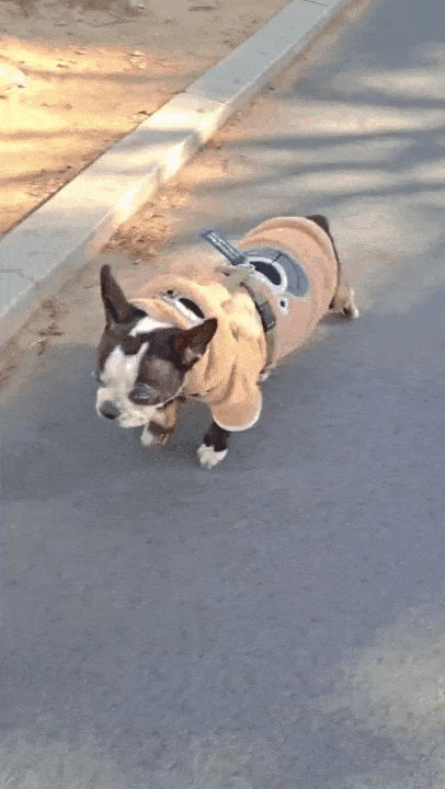본문 이미지 - 경추 디스크로 인한 사지마비로 걷지 못하던 보스턴테리어 종 반려견이 박정연 원장의 침 치료를 받고 수술 없이 보행을 회복했다. 영상은 약 5회차 침 치료 받은 후 걷는 모습(경인동물의료센터 제공). ⓒ 뉴스1