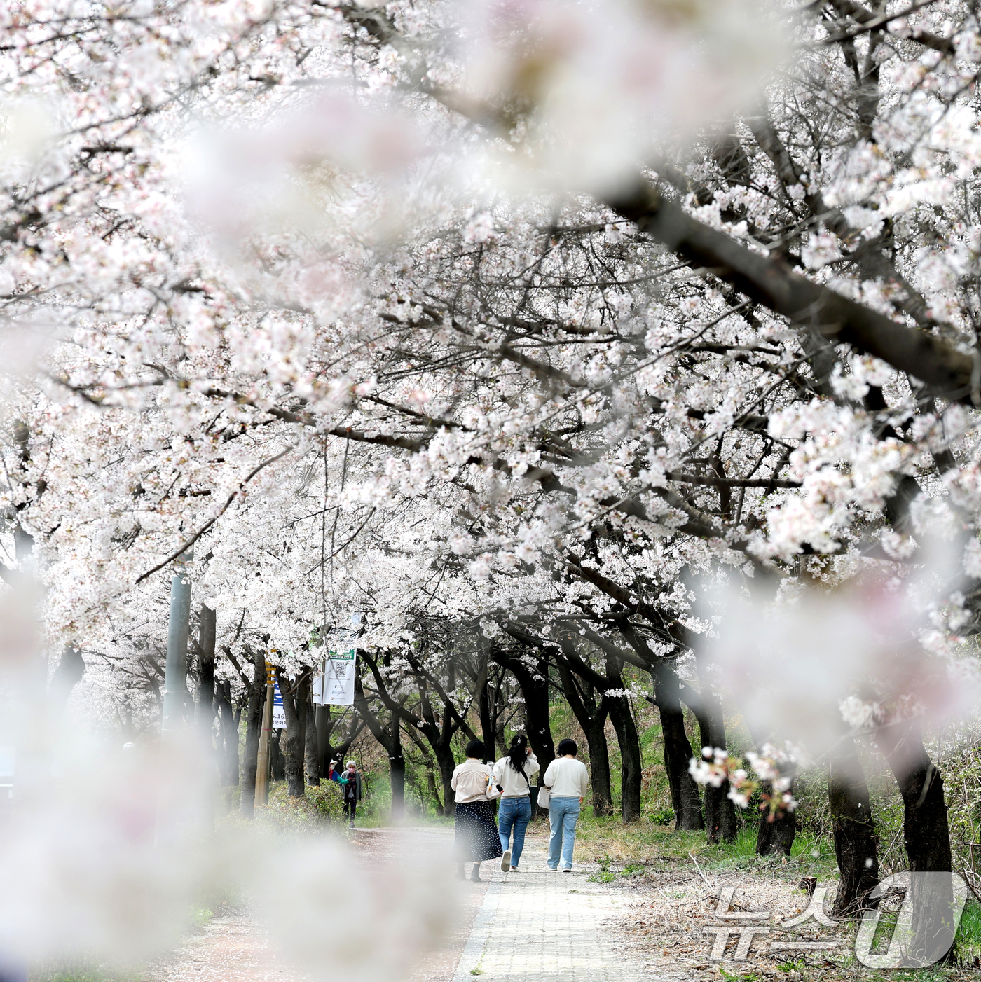 (전주=뉴스1) 유경석 기자 = 3일 전북 전주시 조경단로 일원에서 시민들이 활짝 핀 벚꽃길을 따라 걷고 있다. 2026.4.3/뉴스1