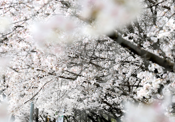 봄 내음 가득한 벚꽃길
