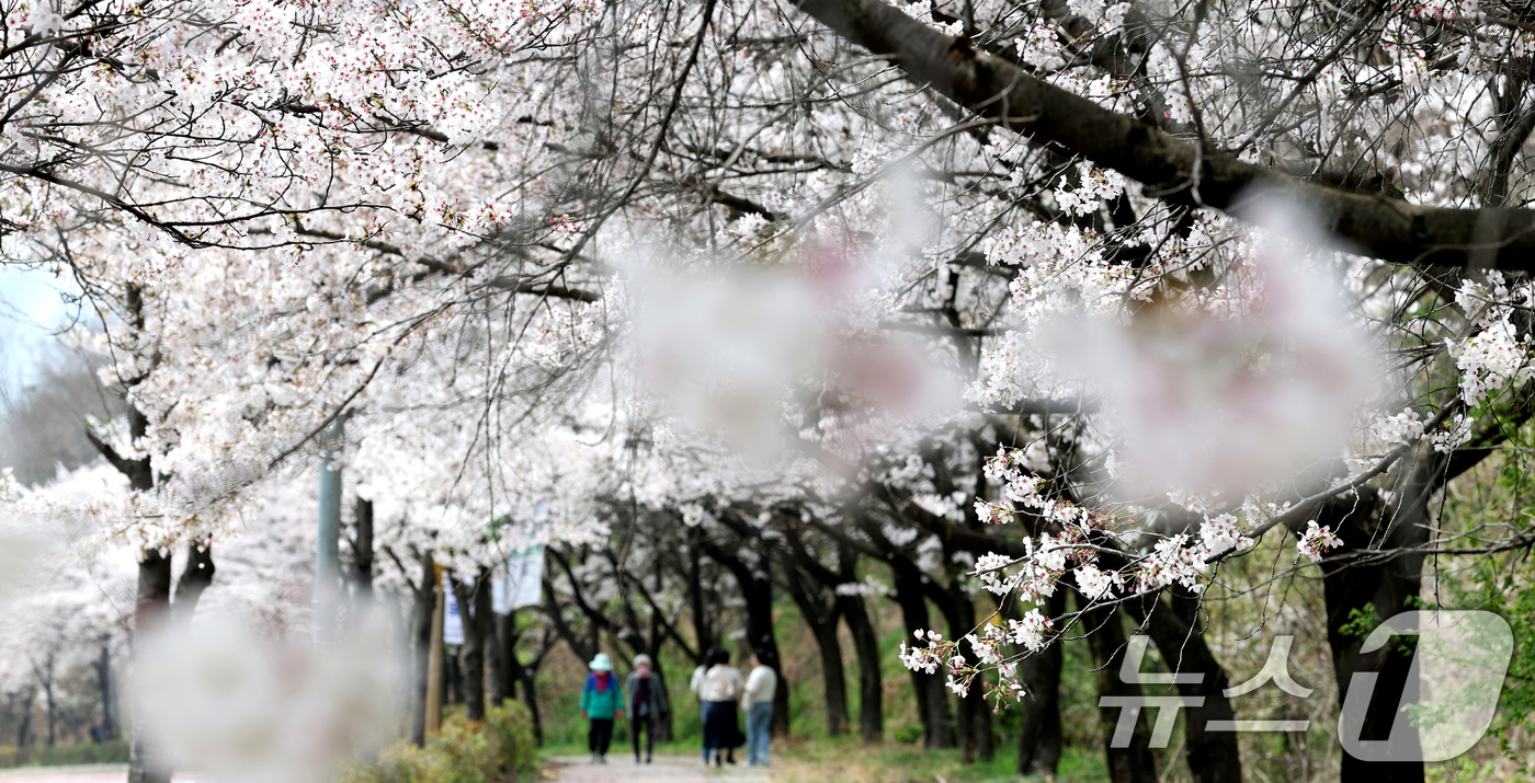 (전주=뉴스1) 유경석 기자 = 3일 전북 전주시 조경단로 일원에서 시민들이 활짝 핀 벚꽃길을 따라 걷고 있다. 2026.4.3/뉴스1