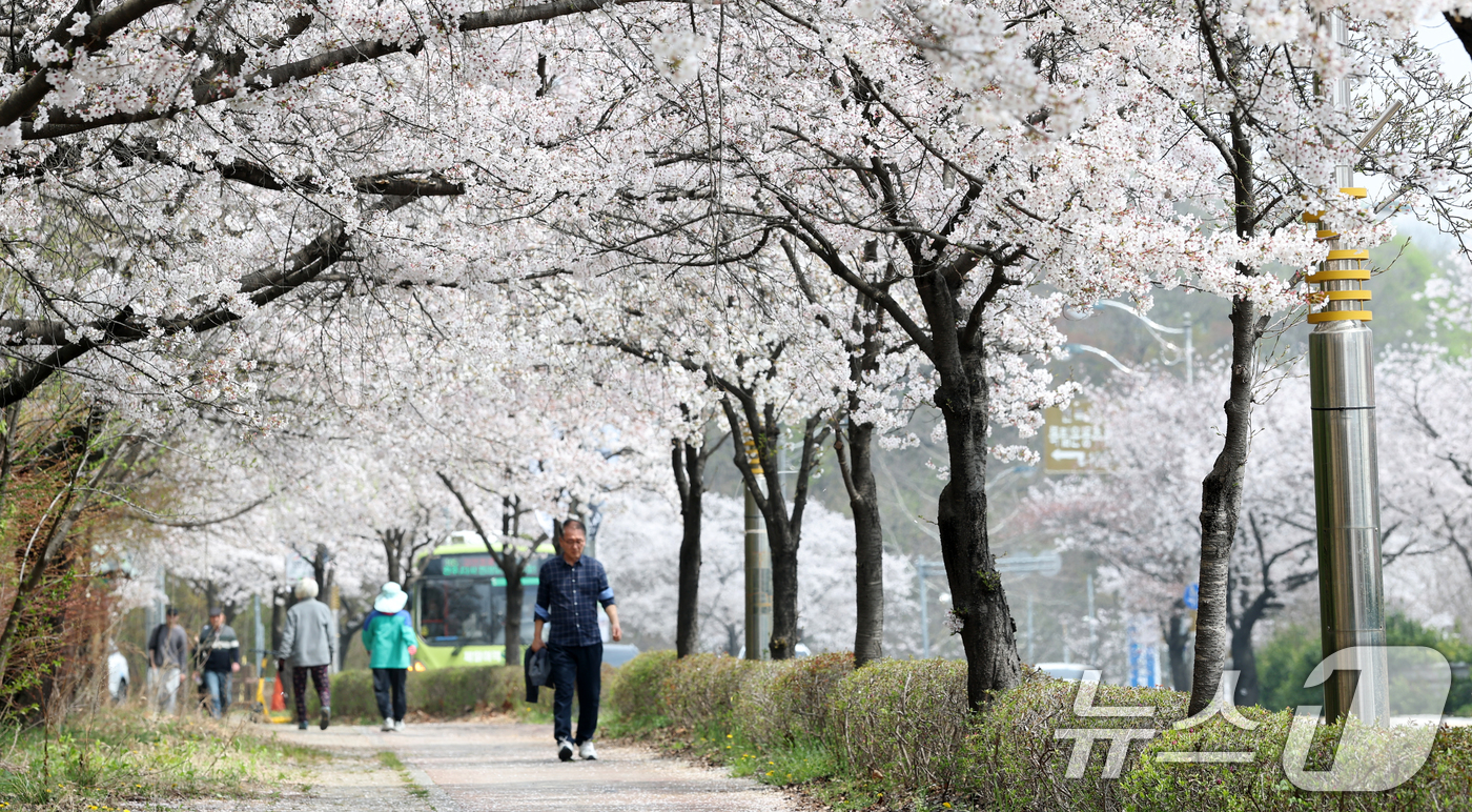 (전주=뉴스1) 유경석 기자 = 3일 전북 전주시 조경단로 일원에서 시민들이 활짝 핀 벚꽃길을 따라 걷고 있다. 2026.4.3/뉴스1