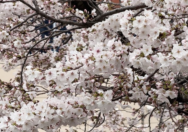 만발하자마자 '벚꽃엔딩'?…제주 시간당 10~30㎜ 요란한 '밉상 봄비'