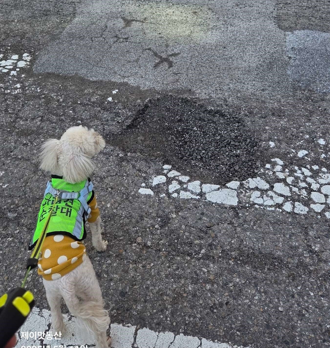 본문 이미지 - 달콩이 횡단보도 포트홀  신고(서울시 제공)