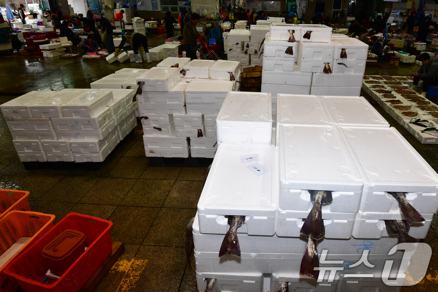 (포항=뉴스1) 최창호 기자 = 여름이 시작된다는 입하(立夏)를 앞둔 30일 경북 포항죽도어시장 위판장에 겨울철 대표 생선인 대구를 담은 포장 용기가 가득쌓여 있다.어민과 상인들은 …