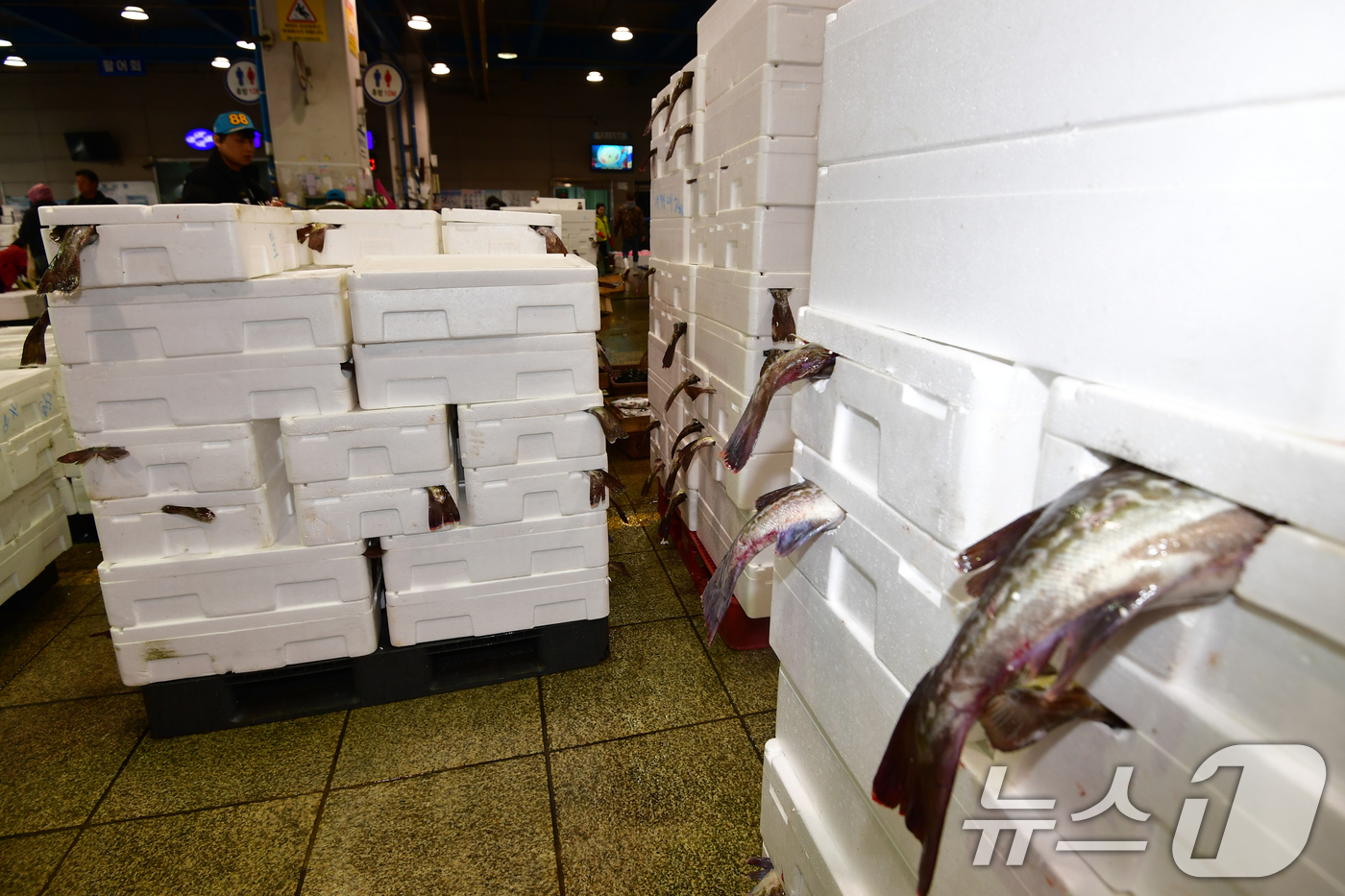 (포항=뉴스1) 최창호 기자 = 여름이 시작된다는 입하(立夏)를 앞둔 30일 경북 포항죽도어시장 위판장에 겨울철 대표 생선인 대구를 담은 포장 용기가 가득쌓여 있다.여름이 시작된다 …