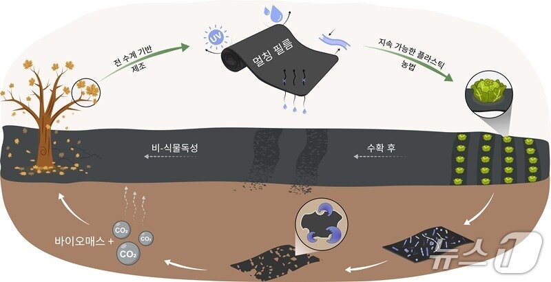 본문 이미지 - 자연 토양에서 생분해되는 멀칭 필름 설명 이미지(KAIST 제공) /뉴스1
