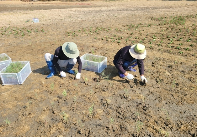 경기도, 화성·안산 갯벌에 '블루카본 생태계' 1000㎡ 추가 조성