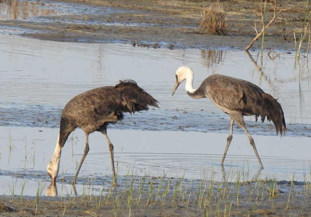 순천만에 아직 남아있는 흑두루미 한 쌍…이런 애틋한 사연이