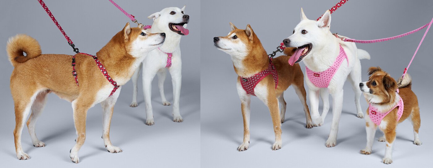 본문 이미지 - BYC가 본격적인 야외 활동 시즌을 맞아 반려견용 하네스 라인업 '개리야스 산책시리즈'를 선보이며 반려동물용품 시장 공략에 나섰다(업체 제공). ⓒ 뉴스1