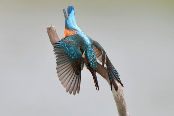 포항 냇가서 물고기 사냥 한창인 물총새…시속 100㎞로 먹이 낚아채