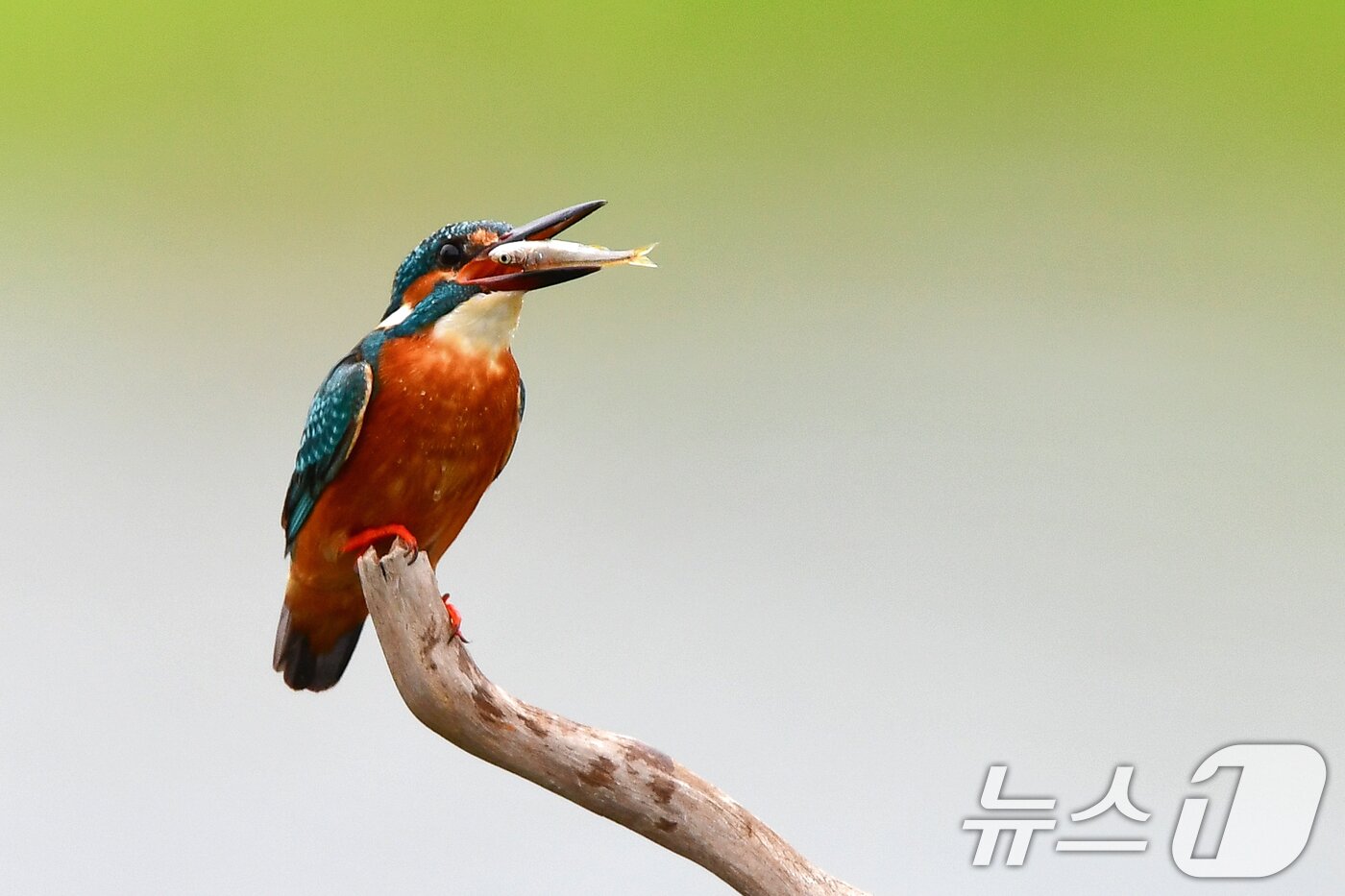 본문 이미지 - 30일 여름새인 물총새 한마리가 경북 포항시 북구 흥해읍 냇가에서 물고기 사냥에 한창이다. 2026.4.30 ⓒ 뉴스1 최창호 기자
