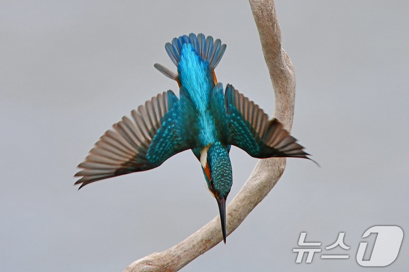 (포항=뉴스1) 최창호 기자 = 30일 여름새인 물총새 한마리가 경북 포항시 북구 흥해읍 냇가에서 물고기 사냥에 한창이다. 2026.4.30/뉴스1