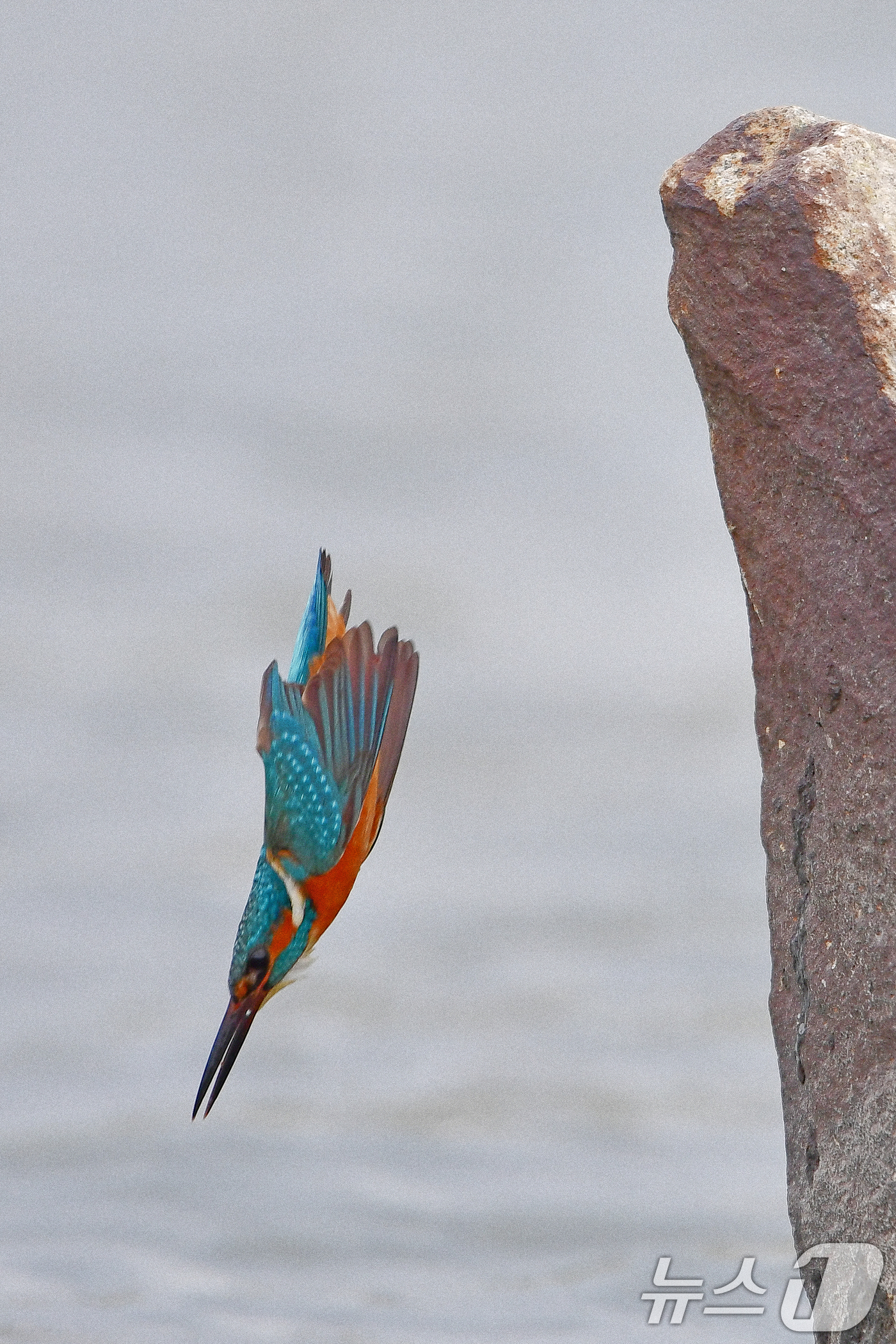 (포항=뉴스1) 최창호 기자 = 30일 여름새인 물총새 한마리가 경북 포항시 북구 흥해읍 냇가에서 물고기 사냥에 한창이다. 2026.4.30/뉴스1