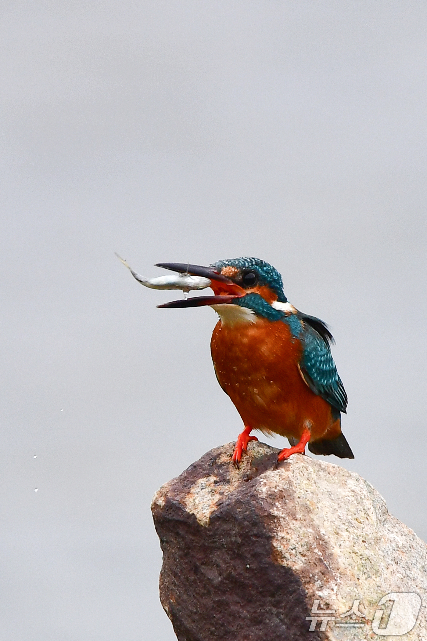 (포항=뉴스1) 최창호 기자 = 30일 여름새인 물총새 한마리가 경북 포항시 북구 흥해읍 냇가에서 물고기 사냥에 한창이다. 2026.4.30/뉴스1