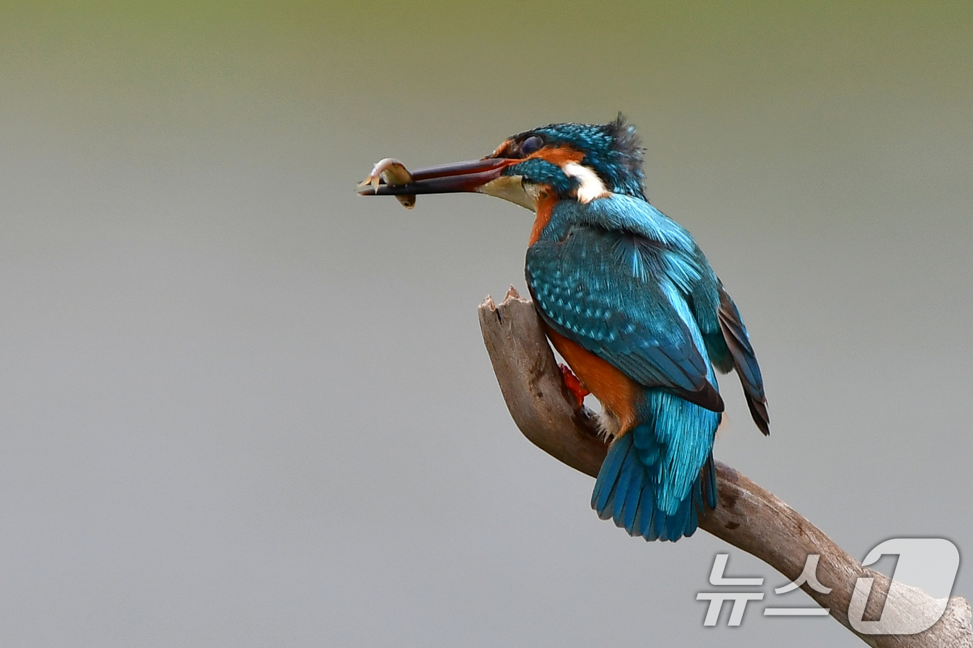 (포항=뉴스1) 최창호 기자 = 30일 여름새인 물총새 한마리가 경북 포항시 북구 흥해읍 냇가에서 물고기 사냥에 한창이다. 2026.4.30/뉴스1