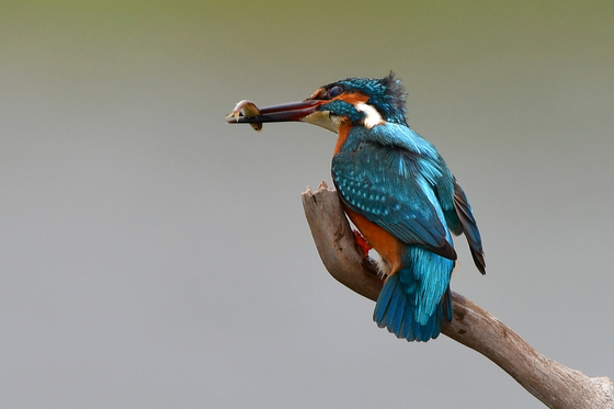 물총새 '물고기 사냥'