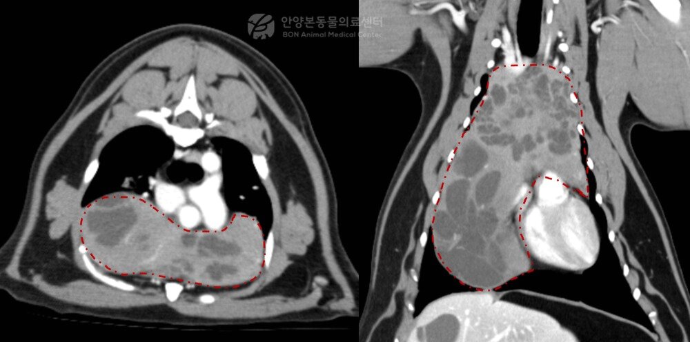 본문 이미지 - CT 검사 결과 흉강 상당 부분을 차지하고 있던 종괴(본동물의료센터 제공). ⓒ 뉴스1