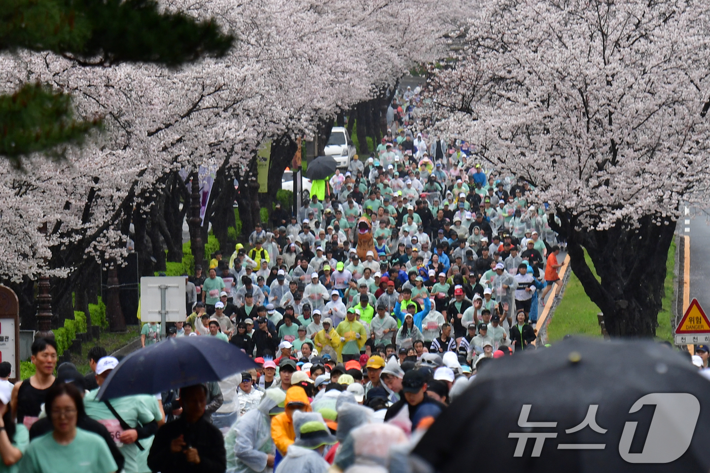 (경주=뉴스1) 최창호 기자 = 4일 경북 경주시 보문단지에서 열린 제33회 경주벚꽃미라톤 대회에서 참가자들이 벚꽃터널을 지나고 있다. 2026.4.4/뉴스1
