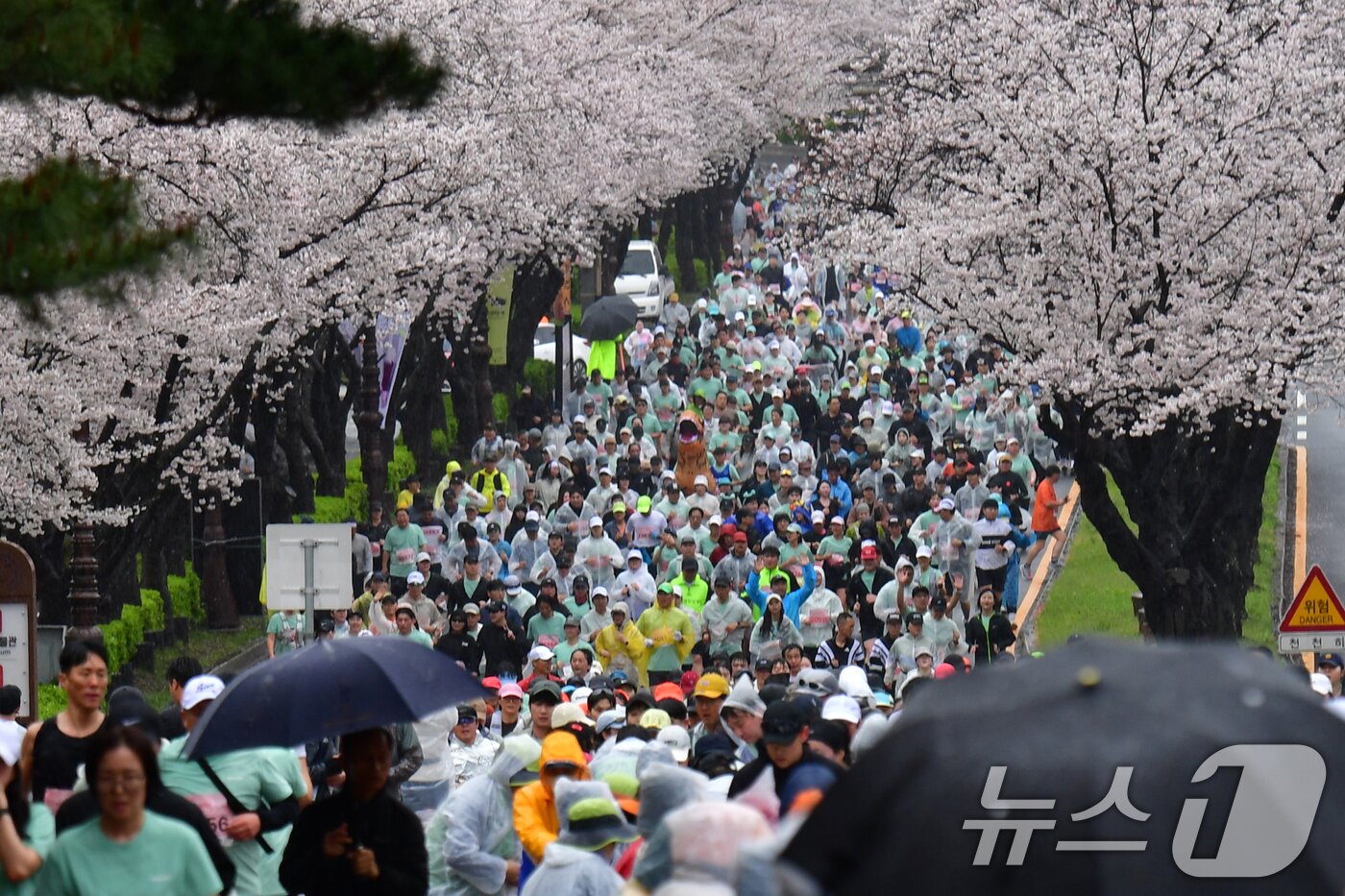 본문 이미지 - 4일 경북 경주시 보문단지에서 열린 제33회 경주벚꽃미라톤 대회에서 참가자들이 벚꽃터널을 지나고 있다. 2026.4.4 ⓒ 뉴스1 최창호 기자