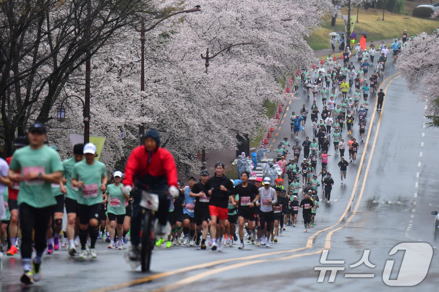 본문 이미지 - 4일 경북 경주시 보문단지에서 열린 제33회 경주벚꽃미라톤 대회에서 참가자들이 오르막 길을 달리고 있다. 2026.4.4 ⓒ 뉴스1 최창호 기자