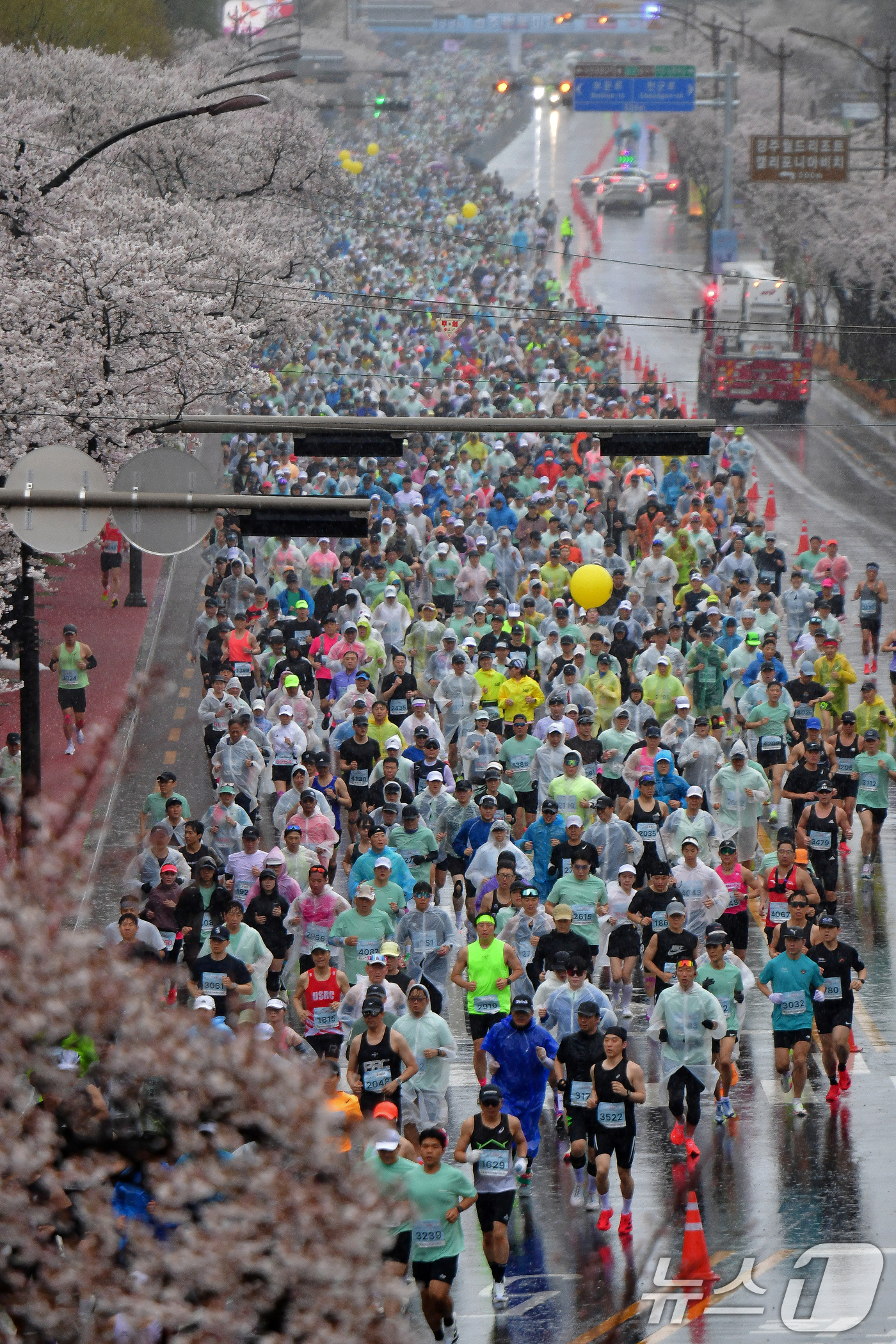 (경주=뉴스1) 최창호 기자 = 4일 경북 경주시 보문단지에서 열린 제33회 경주벚꽃미라톤 대회에서 참가자들이 출발 신호에 맞춰 힘차게 달리고 있다. 2026.4.4/뉴스1