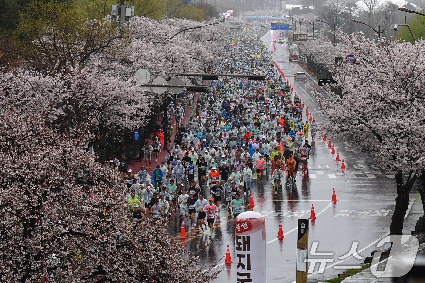 본문 이미지 - 4일 경북 경주시 보문단지 주변 도로가 제33회 경주벚꽃미라톤 대회 참가자들로 가득하다. 2026.4.4 ⓒ 뉴스1 최창호 기자