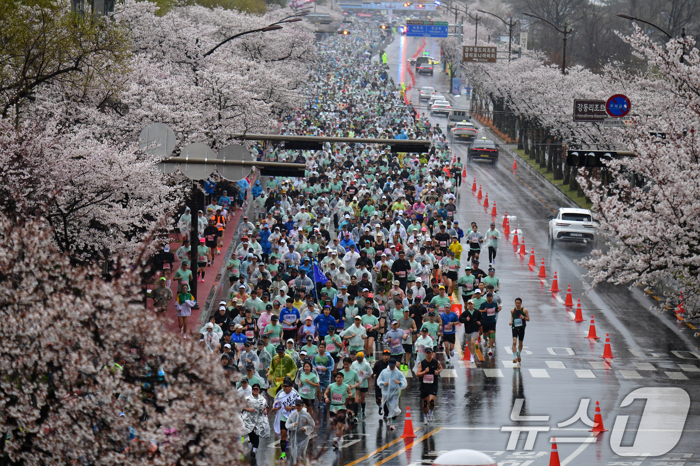 (경주=뉴스1) 최창호 기자 = 4일 경북 경주시 보문단지에서 열린 제33회 경주벚꽃미라톤 대회에서 참가자들이 출발 신호에 맞춰 힘차게 달리고 있다. 2026.4.4/뉴스1